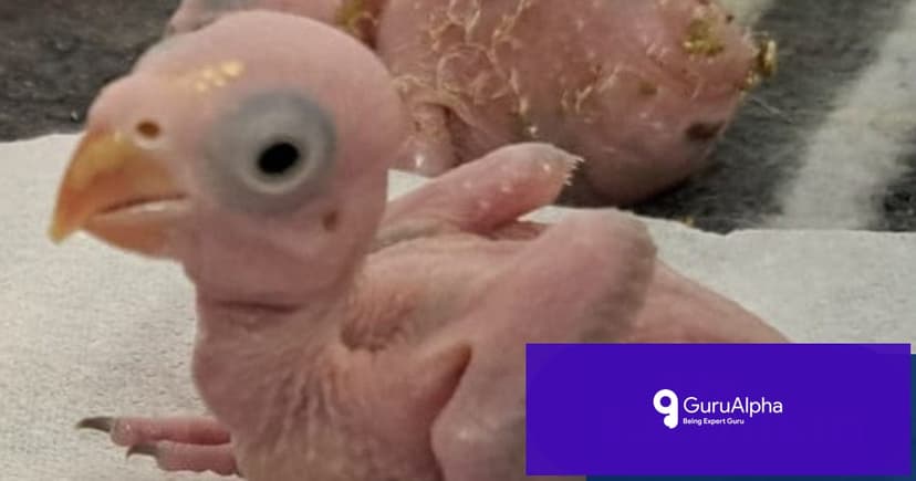 Avian Trafficking Exposed as Thai Smugglers Caught Carrying Egg Incubators