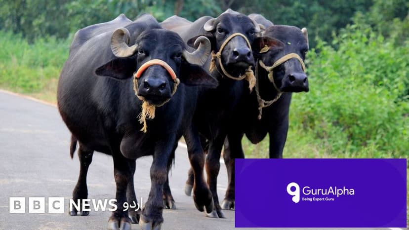 Bihar Police Order DNA Forensics to Resolve Rural Buffalo Dispute