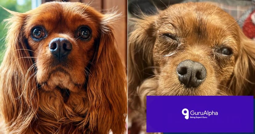 Fresh Dog Food Recall Triggered by Alarming Rise in Canine Eye Illnesses