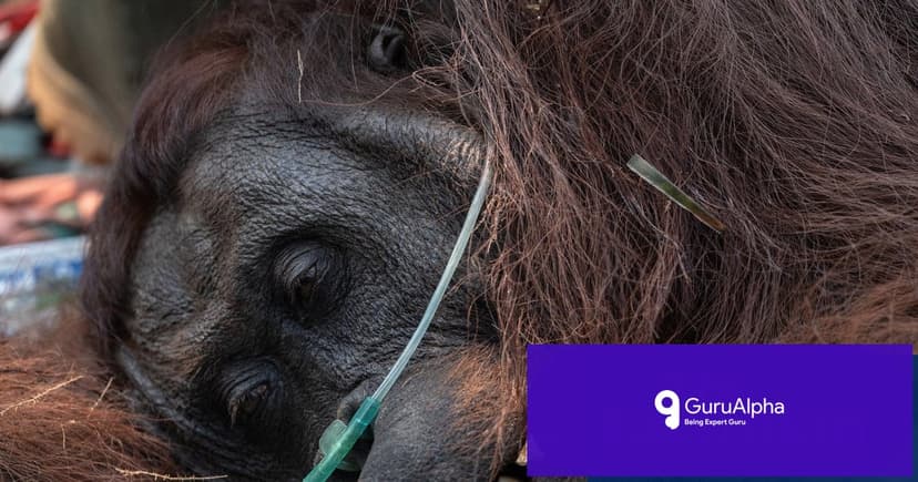 Indonesia's wildfires threaten orangutan research site in Borneo