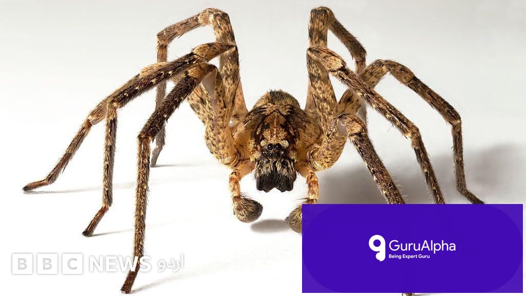 Evolutionary Roots and Neurological Rewiring Behind Human Spider and Snake Phobias