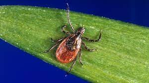 The Deer Tick-Borne Disease Babesiosis Is Now a Persistent Threat in the Northeastern U.S.